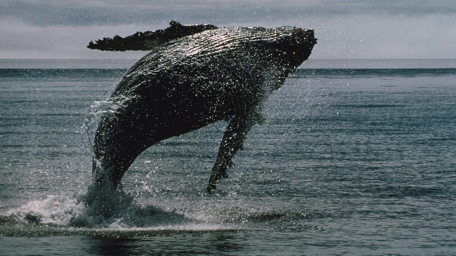 XRP Whales Buy the Dip While Ethereum Faces Deeper Capitulation